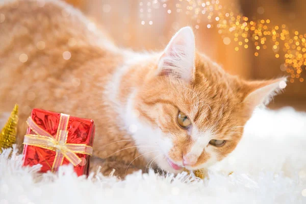 Orange Katze Spielt Mit Weihnachtsdekoration — Stockfoto