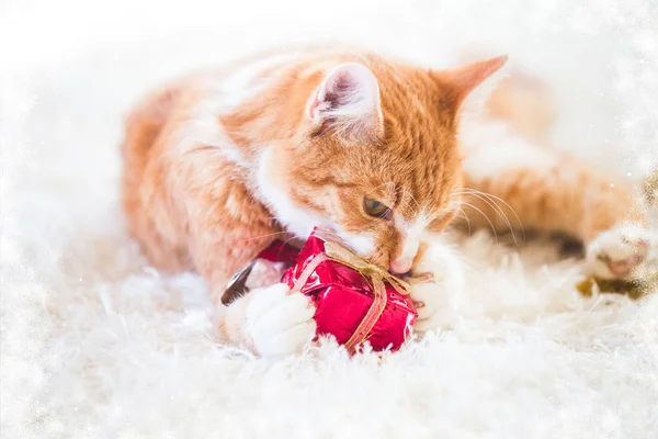 Помаранчевий Кіт Грає Різдвяним Прикрасом — стокове фото