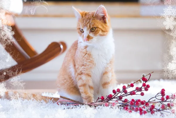 Turuncu Kedi Noel Süslemesiyle Oynuyor — Stok fotoğraf
