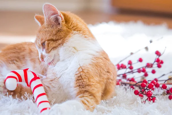 Orange Katze Spielt Mit Weihnachtsdekoration — Stockfoto