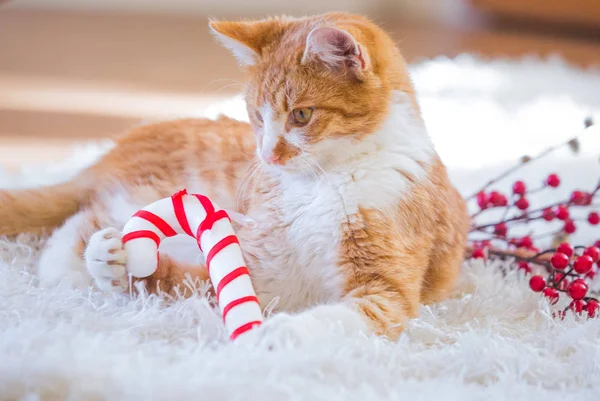 Turuncu Kedi Noel Süslemesiyle Oynuyor — Stok fotoğraf