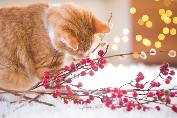 Помаранчевий Кіт Грає Різдвяним Прикрасом — стокове фото