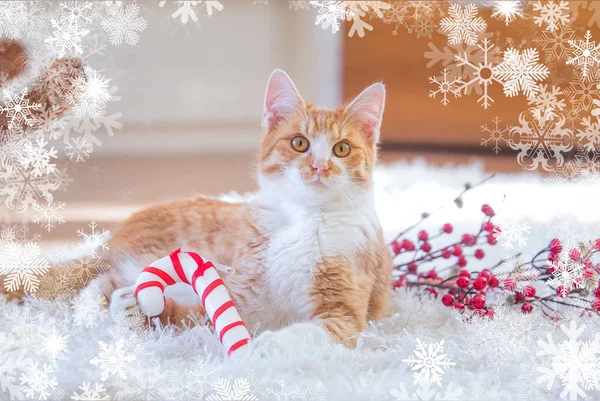 Orange Katze Spielt Mit Weihnachtsdekoration — Stockfoto