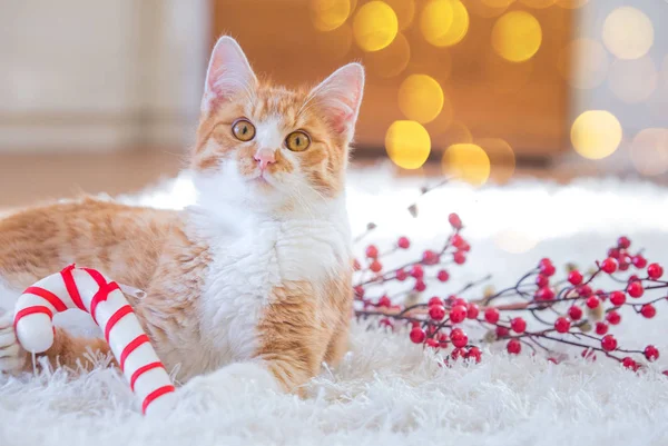 Оранжевый Кот Играет Рождественскими Украшениями — стоковое фото