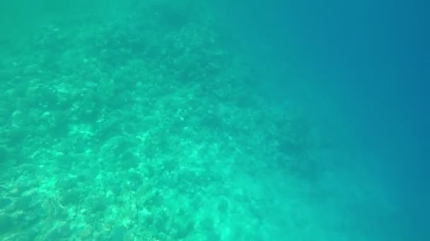 Coral Reefs Red Sea Snorkeling Holiday Video — Stock Video