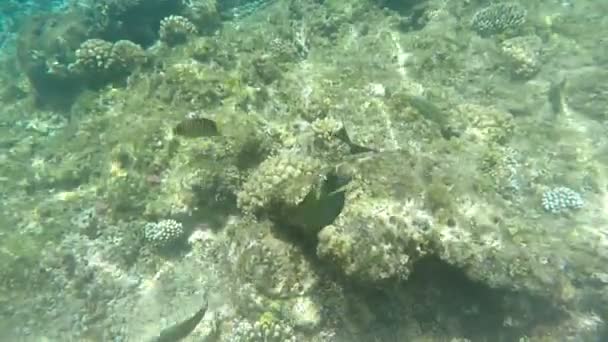 Recifes Coral Mar Vermelho Snorkeling Vídeo Férias — Vídeo de Stock