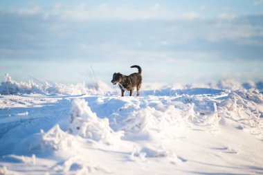 Karda oynayan mutlu siyah köpek