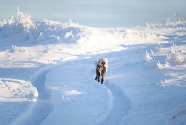 Karda oynayan mutlu siyah köpek