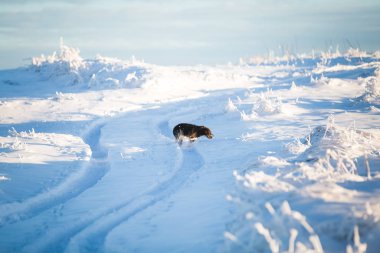 Karda oynayan mutlu siyah köpek