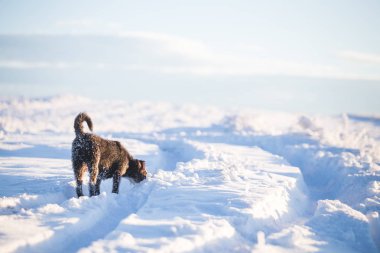 Karda oynayan mutlu siyah köpek