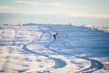 Karda oynayan mutlu siyah köpek