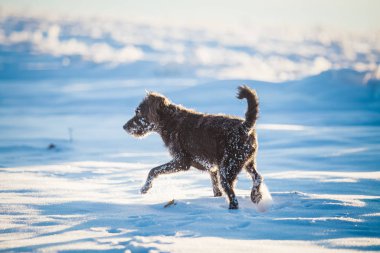 Karda oynayan mutlu siyah köpek
