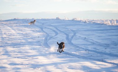 Karda oynayan mutlu siyah köpek