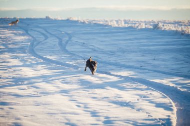 Karda oynayan mutlu siyah köpek