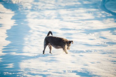 Karda oynayan mutlu siyah köpek