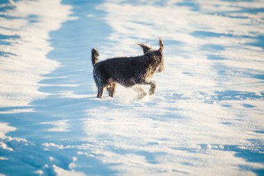 Karda oynayan mutlu siyah köpek