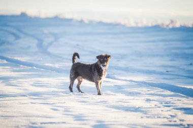 Karda oynayan mutlu siyah köpek