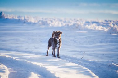 Karda oynayan mutlu siyah köpek