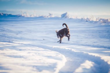 Karda oynayan mutlu siyah köpek