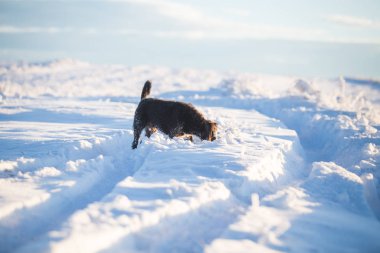 Karda oynayan mutlu siyah köpek