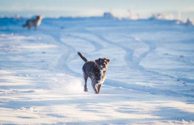 Karda oynayan mutlu siyah köpek