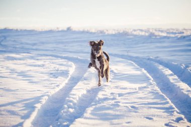 Karda oynayan mutlu siyah köpek