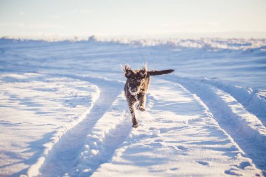 Karda oynayan mutlu siyah köpek
