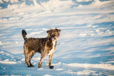 Karda oynayan mutlu siyah köpek