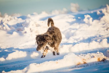 Karda oynayan mutlu siyah köpek