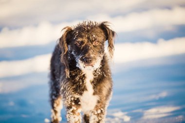 Karda oynayan mutlu siyah köpek