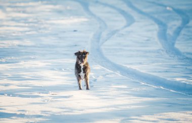 Karda oynayan mutlu siyah köpek