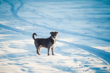 Karda oynayan mutlu siyah köpek
