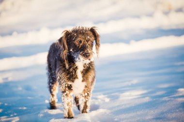 Karda oynayan mutlu siyah köpek
