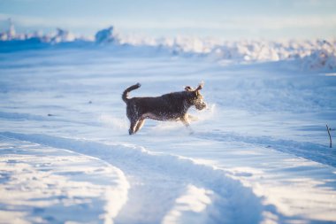 Karda oynayan mutlu siyah köpek
