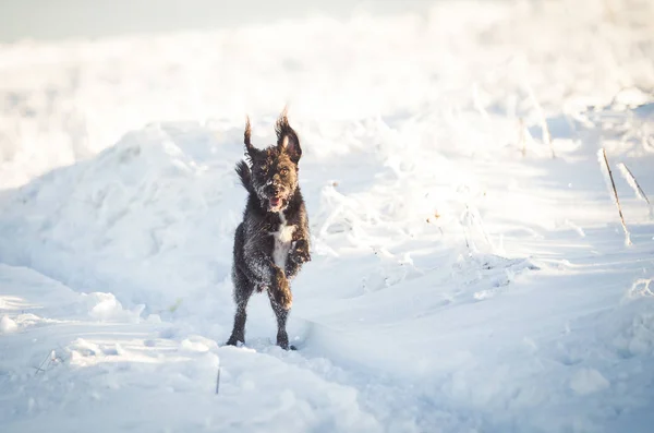 Feliz Cão Preto Brincando Neve — Fotografia de Stock