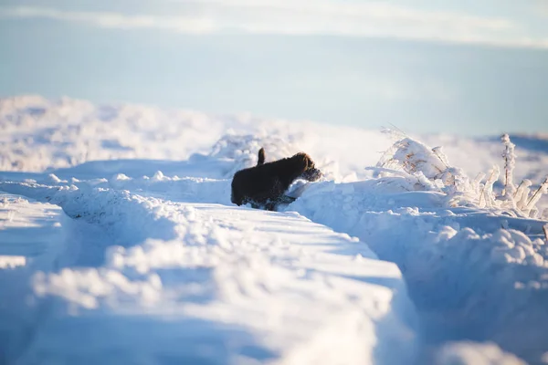 Gelukkige Zwarte Hond Spelen Sneeuw — Stockfoto