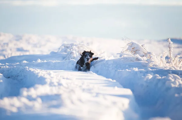 Glücklicher Schwarzer Hund Spielt Schnee — Stockfoto