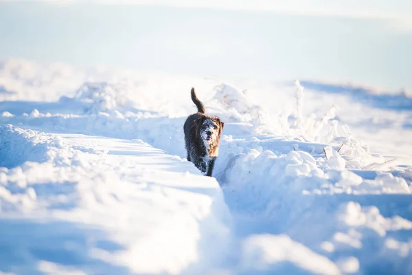 Glücklicher Schwarzer Hund Spielt Schnee — Stockfoto