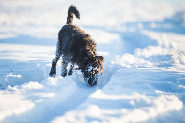 Feliz Cão Preto Brincando Neve — Fotografia de Stock