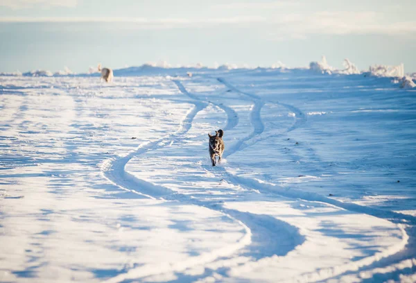 Karda oynayan mutlu siyah köpek