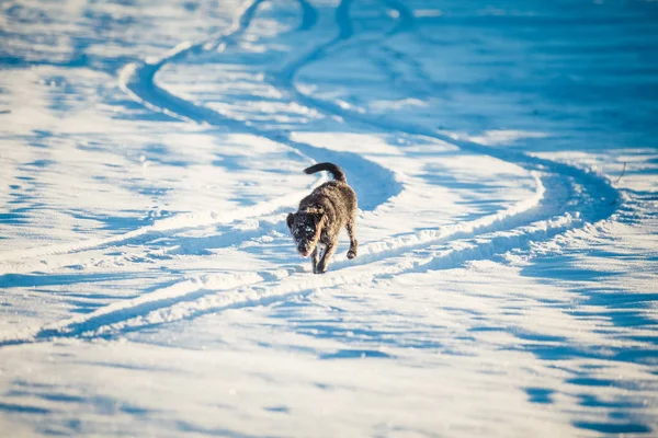 Feliz Cão Preto Brincando Neve — Fotografia de Stock