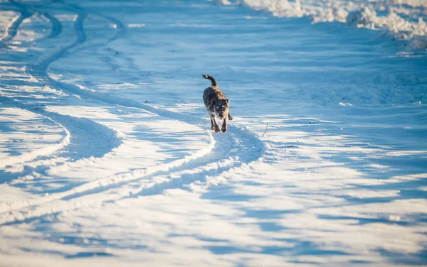 Karda oynayan mutlu siyah köpek