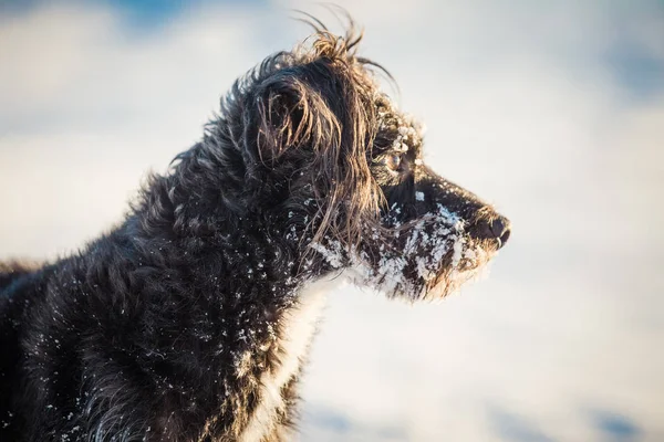 Karda Oynayan Mutlu Siyah Köpek — Stok fotoğraf