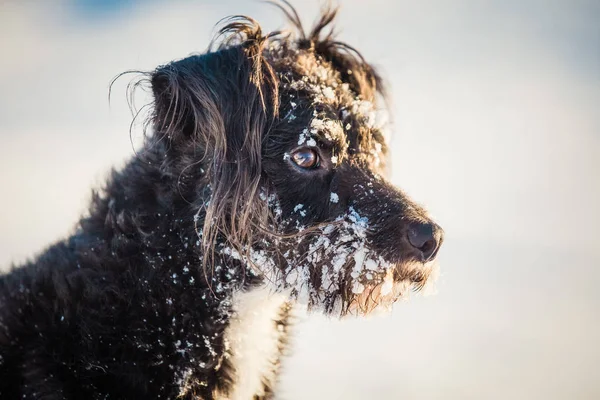 Happy Black Dog Playing Snow — ストック写真