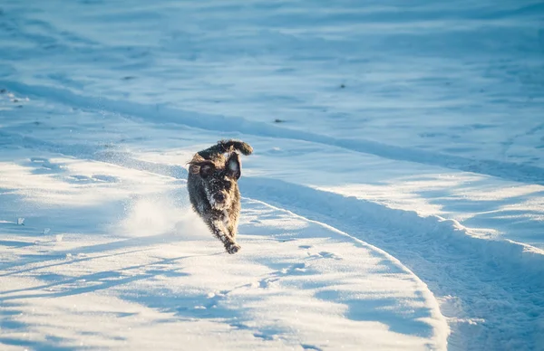 Câine Negru Fericit Care Joacă Zăpadă — Fotografie, imagine de stoc