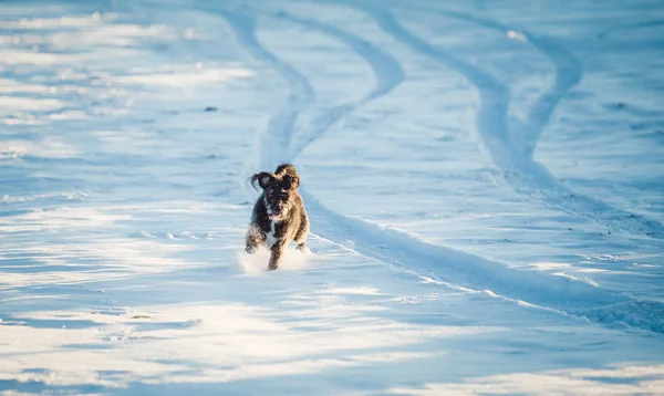 Feliz Perro Negro Jugando Nieve — Foto de Stock