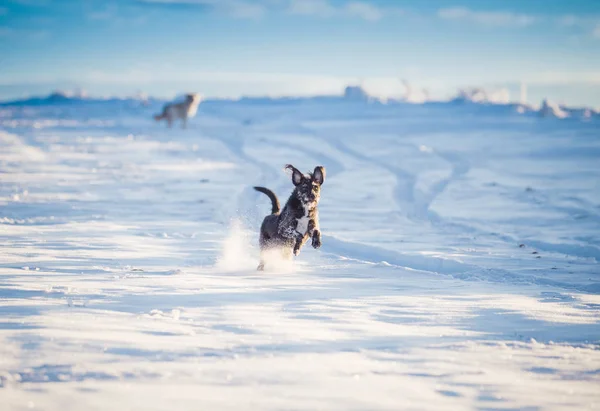 Glücklicher Schwarzer Hund Spielt Schnee — Stockfoto