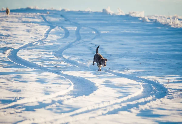 Karda oynayan mutlu siyah köpek