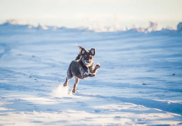 Gelukkige Zwarte Hond Spelen Sneeuw — Stockfoto
