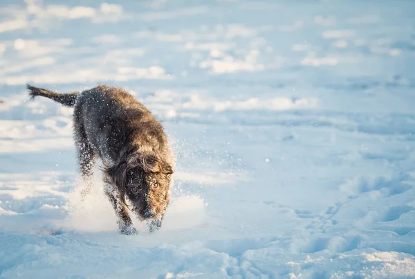 Boldog Fekete Kutya Játszik Hóban — Stock Fotó